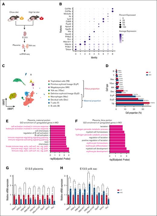 MO promotes erythropoiesis in E13.5 placenta and yolk sac. (A) Experimental workflow for scRNA-seq analysis of the E13.5 placenta and yolk sac. (B) Dot plot showing specific cell marker genes for each cluster. (C) UMAP of cell clusters, annotated into fetal and maternal compartments. (D) Bar plot displaying the proportions of different cell types in CT and MO groups. (E-F) GO enrichment analysis of genes upregulated in the MO group within the maternal (E) and fetal (F) compartments. (G-H) Quantitative RT-qPCR analysis of hemoglobin-related and erythropoiesis-associated gene expression in the placenta (G) and yolk sac (H) at E13.5. The scRNA-seq data were generated from pooled embryos (n = 3 pregnancies per group; 3 embryos per pregnancy). RT-qPCR was performed using embryos from 4 pregnancies per group. Data are presented as mean ± standard error of mean (SEM); each dot represents an individual embryo. Statistical significance was determined by unpaired 2-tailed t test. ∗P < .05; ∗∗P < .01. UMAP, uniform manifold approximation and projection.