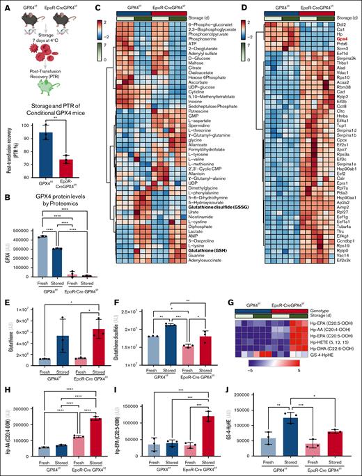 Erythroid-specific GPX4 KO mice have higher lipid peroxidation and lower PTR. RBCs from EpoR-Cre GPX4f/f mice and control (GPX4f/f) mice were stored for 7 days under refrigerated conditions (n = 3), prior to PTR studies, which showed a significant drop in PTR in conditional GPX4 KO mice (A). After confirming GPX4 ablation through proteomics (B), we identified the top 50 metabolites (C) and proteins (D) affected by genotype and storage time (time series analysis of variance). Highlights include decreased consumption of free reduced glutathione (E), and increased accumulation of oxidized glutathione (F), increases in lipid hydroperoxides, and depletion of glutathionylated-adducts of lipid hydroperoxides (G-H).
