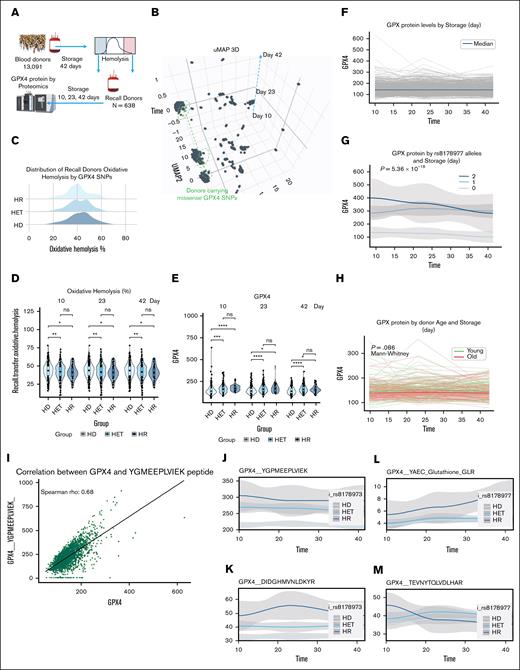 GPX4 status affects GPX4 protein and peptide levels, and the omics storage lesion in REDS recalled donors. Of the 13 091 index donors, 643 were invited to donate a second unit of blood (recalled cohort) based on their extreme hemolytic propensity (ie, donors who ranked <5th or >95th percentile in the index cohort (A). These second units were stored for 42 days, and tested at storage day 10, 23, and 42 for omics and hemolytic parameters. (B) Uniform manifold approximation and projection analysis of omics data by storage duration shows that donors carrying 1 or 2 rs73507255 alternative alleles (missense mutation) clustered separately from the rest of the donor population. (C-D) Lower oxidative and osmotic hemolysis were measured in RBCs from donors carrying 2 alleles of the rs8178977 SNP, which results in higher levels of GPX4 protein (E). Indeed, while GPX4 protein levels were not affected by storage duration (F), donors carrying 1 or 2 copies of the rs8178977 alleles displayed higher levels of GPX4 throughout storage (G), especially in younger donors (H). Strong associations between GPX4 protein and peptide levels were observed (I), especially for free or glutathionylated (Cys) peptides in donors carrying the rs8178973 and rs8178977 SNPs (J-M).