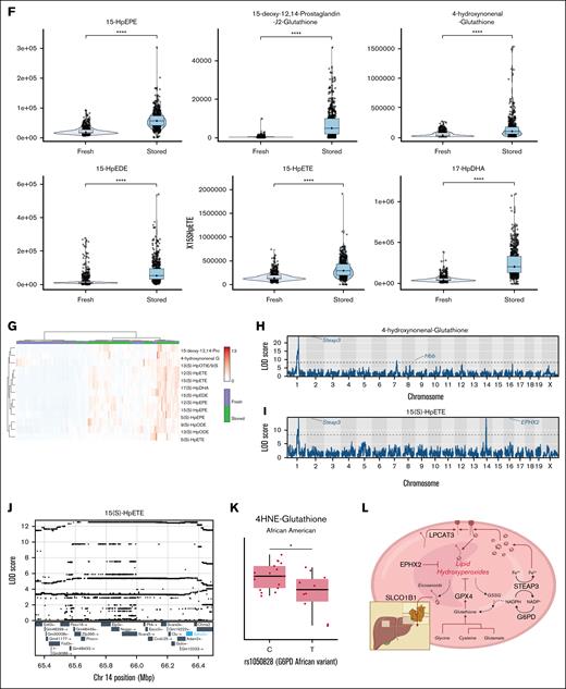 mQTL analysis for lipid hydroperoxides and glutathionylated adducts in REDS RBC Omics donors and diversity outbred mice confirm a strong association between gene-metabolite networks and ferroptosis pathways. Lipid hydroperoxides and glutathione adducts were measured in 643 REDS recalled donors at storage days 10, 23, and 42 (A), showing storage associated declines in glutathionylated lipid hydroperoxides (B), and increases in lipid hydroperoxides (C). mQTL analyses for all these metabolites (9(S)-HpoTre is highlighted; D) mapped on a region coding for SLC01B1, an hepatic eicosanoid transporter. We observed identical results in 525 diversity outbred mice (The Jackson Laboratory) obtained from >46-generation breeding of 8 genetically diverse mice from the collaborative cross (E). Specifically, storage promoted the elevation of lipid hydroperoxides (F-G), and mQTL mapping highlighted regions on chromosomes 1, 7, and 14 coding for the ferrireductase Steap3, Hbb, and for EPHX2/ApoJ/Clusterin, respectively (H-J). (K) mQTL analyses by genetic ancestry in REDS donors further identify a hit on the rate-limiting enzyme of the PPP, G6PD, with the rs1050828 SNP as the top candidate (African variant V68M N126D). A summary model of the metabolic network involving all identified top candidates from the mQTL analysis is shown in (L).