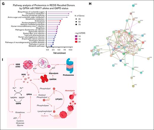 Missense GPX4 SNPs are associated with lower hemoglobin increments in transfusion recipients. Interrogation of a vein-to-vein database including thousands of transfusion recipients revealed that donors carrying the rs73507255 missense allele were characterized by lower hemoglobin increments at 24 hours upon transfusion, especially when the units transfused ranked on quartile 2nd or higher by storage age (A-C). Given the prevalence of GPX4 missense SNPs in donors of African descent (see Figure 3), we also identified a subset of donors carrying 2 alleles (homozygous recessive) of the GPX4 missense SNP who were also G6PD deficient (African variant). However, the effects of the 2 traits did not compound with respect to the impact on hemoglobin increments (driven by GPX4 in this subanalysis; D) or glutathione levels (driven by G6PD status in this subanalysis; E). LDA of REDS recalled multiomics data by GPX4 status, unadjusted (x-axis) or adjusted by G6PD status (y-axis), identified a strong impact of either trait on the related protein levels (F), with a combined effect on nucleotide and cholesterol metabolism, PPP and glutathione metabolism, vesiculation (endo/exocytosis) and ubiquitination (G). Focusing on the proteome, the combined effect of the 2 traits identified a network of interacting proteins involved in proteasomal degradation (H), consistent with a model (I) positing the upregulation of damaged proteins via ubiquitination and proteasomal degradation in the context of genetic traits impairing both prevention of oxidant stress (ie, G6PD deficiency) or repair of the oxidant damage to lipids (GPX4 missense mutations).