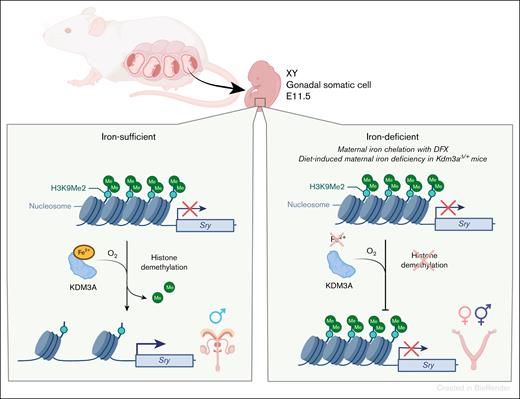 Iron deficiency can cause male-to-female embryo sex reversal. Testis formation is initiated by epigenetic derepression of the Sry gene at a specific time of embryo development. Sry derepression is mediated by an iron-dependent histone demethylase KDM3A. Okashita et al demonstrated that iron deficiency in embryonic gonads decreases the ability of KDM3A to remove repressive histone marks from the Sry locus, reducing expression of Sry in those cells, and causing some XY embryos to develop ovaries.