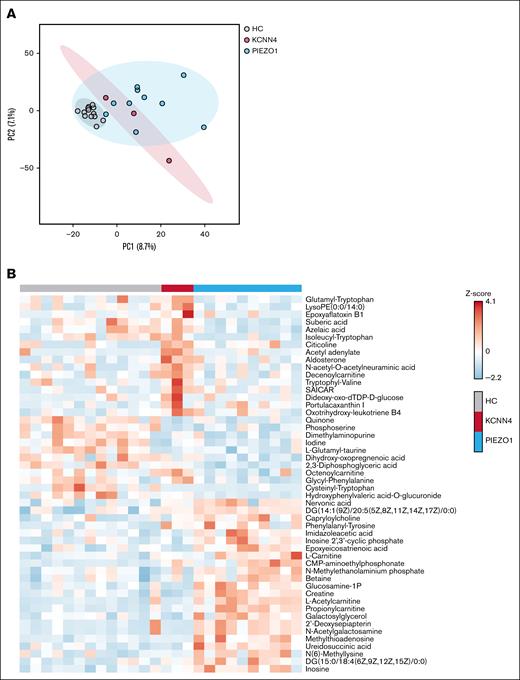 Explorative untargeted metabolomics. (A) PCA of HX and HCs, divided per subgroup of PIEZO1-HX (n = 10) and KCNN4-HX (n = 3) displayed with 95% confidence interval. (B) Heat map demonstrating the top 50 most distinctive metabolites among the HCs and patients with PIEZO1-HX and KCNN4-HX. PC, principal component.
