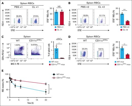Importance of cDCs for the splenic retention and rapid clearance of Cd47−/− RBCs transfused into WT recipient mice. (A) Representative flow cytometric plots (left panel) and the percentage (right panel) of CFSE-labeled Cd47−/− RBCs among total splenic RBCs at 2 hours after IV injection of the CFSE-labeled cells in WT recipient mice previously subjected to a single injection of CLs (CL ×1) or PBS liposomes (PBS ×1) as in Figure 2A. The data in the right panel are means ± SEM for 3 recipient mice. (B) Representative flow cytometric plots (left panel) and the percentage (right panel) of CFSE-labeled Cd47−/− RBCs among total splenic RBCs at 2 hours after IV injection of the CFSE-labeled cells in WT recipient mice previously subjected to 2 injections of CLs (CL ×2) or PBS liposomes (PBS ×2) as in Figure 2B. The data in the right panel are means ± SEM for 3 recipient mice. (C) Representative flow cytometric plots (left panel) and the percentage (right panel) of cDCs among total splenic cells of WT or CD11ciDTRΔ mice at 2 days after DTx treatment. The data in the right panel are means ± SEM for 3 recipient mice. (D) Representative flow cytometric plots (left panel) and the percentage (right panel) of CFSE-positive Cd47−/− RBCs among total splenic RBCs at 2 hours after IV cell injection in WT or CD11ciDTRΔ mice that had been treated with DTx 2 days previously. The data in the right panel are means ± SEM for 3 recipient mice. (E) Clearance of transfused Cd47−/− RBCs from peripheral blood of WT or CD11ciDTRΔ mice at 2 days after DTx injection. Data are means ± SEM for 3 recipient mice. ∗P < .05; ∗∗P < .01; ∗∗∗P < .001 by Student t test (A-D) or by 2-way repeated-measures ANOVA with Tukey’s multiple-comparison test (E). NS, not significant.