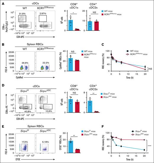 Importance of SIRPα+ cDC2s for the splenic retention and rapid elimination of Cd47−/− RBCs in WT recipient mice. (A) Representative flow cytometric plots for cDC subsets (left panel) and the absolute number of these cells (right panel) in the spleen of WT or XCR1DTRvenus mice at 1 day after DTx treatment. Data in the right panel are means ± SEM for 3 mice. (B) Representative flow cytometric plots (left panel) and the percentage (right panel) of transfused CytoRed-positive Cd47−/− RBCs among total splenic RBCs at 2 hours after injection of the labeled cells in WT or XCR1DTRvenus recipient mice that had been treated with DTx 1 day previously. Data in the right panel are means ± SEM for 3 recipient mice. (C) Clearance of transfused Cd47−/− RBCs from peripheral blood of WT or XCR1DTRvenus recipient mice injected with the labeled cells at 1 day after DTx treatment. Data are means ± SEM for 3 recipient mice. (D) Representative flow cytometric plots for cDC subsets (left panel) and the absolute number of these cells (right panel) in the spleen of Sirpaf/f or SirpaΔDC mice. Data in the right panel are means ± SEM for 3 mice. (E) Representative flow cytometric plots (left panel) and the percentage (right panel) of transfused CFSE-positive Cd47−/− RBCs among total splenic RBCs at 2 hours after injection of the labeled cells in Sirpaf/f or SirpaΔDC recipient mice. Data in the right panel are means ± SEM for 3 recipient mice. (F) Clearance of transfused Cd47−/− RBCs from peripheral blood of Sirpaf/f or SirpaΔDC mice. Data are means ± SEM for 3 recipient mice. ∗P < .05; ∗∗P < .01; ∗∗∗∗P < .0001 by Student t test (A-B, D-E) or by 2-way repeated-measures ANOVA with Tukey’s multiple-comparison test (C,F). FSC-H, forward scatter height; NS, not significant.