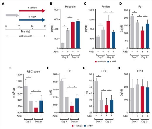 Effect of HBP on iron metabolism in A-CKD in a mouse model. (A) Experimental schema used to induce A-CKD in mice and assess the effects of HBP on A-CKD. The schema details the time of AdS injection and HBP (or vehicle) administration. On day 7, A-CKD mice were randomly divided into vehicle-administered group (gray arrow) and HBP-administered group (black arrow). Mice in both groups were treated for an additional 14 days. (B-H) To assess the effect of HBP on A-CKD, the following biochemical and hematological parameters were determined in the control group (n = 5) and AdS-treated group (n = 6) on day 7 and the vehicle-administered group (n = 6) and HBP-administered group (n = 7) on day 21: plasma levels of hepcidin, ferritin, iron (Fe), and EPO; and the hematological parameters RBC count, serum Hb levels, and hematocrit. Values represent means ± SD. ∗P < .05. HCt, hematocrit.