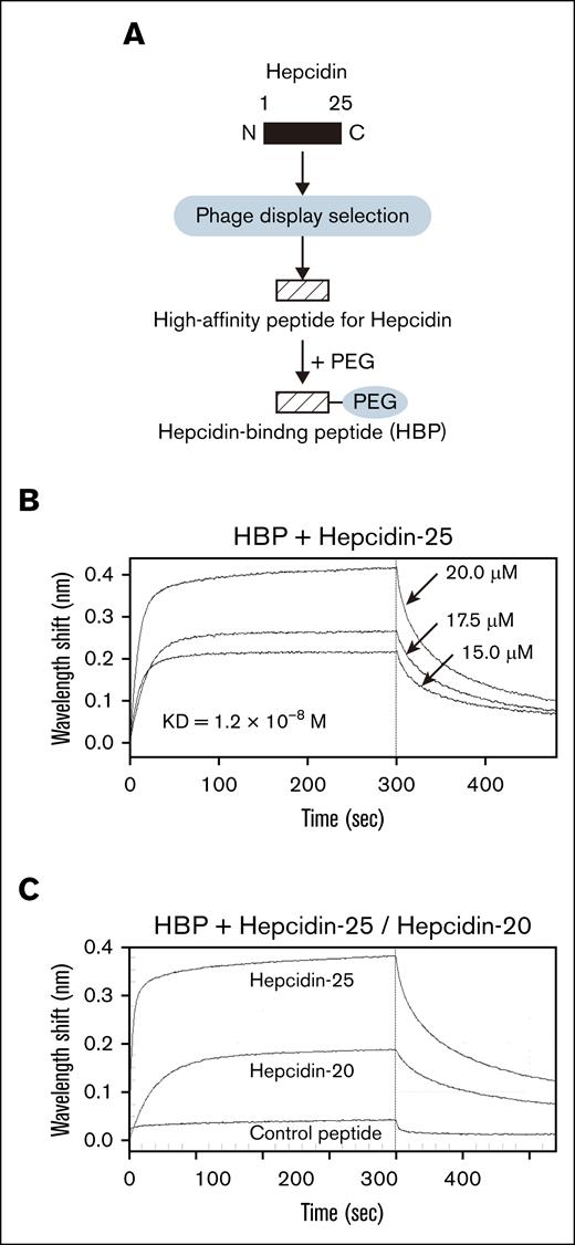 Identification and synthesis of the peptide that binds hepcidin. (A) A schema to identify and synthesize a peptide that binds hepcidin. A high-affinity peptide binding to hepcidin was identified using phage display selection and chemically synthesized. The resultant peptide was conjugated with PEG and designated as HBP. (B) Measurement of affinity of HBP for hepcidin by a biolayer interferometry–based binding assay. Biotin-hepcidin-25–loaded sensors captured HBP at concentrations ranging from 20.0 to 15.0μM. Sensorgrams represent 3 HBP concentrations (20.0μM, 17.5μM, and 15.0μM). A sensorgram of a control sample with no HBP was subtracted. (C) Comparison of HBP affinity for hepcidin between hepcidin-25 and hepcidin-20. Biotin-HBP loaded sensors captured hepcidin-25, hepcidin-20, or control peptide at a concentration of 20.0μM.