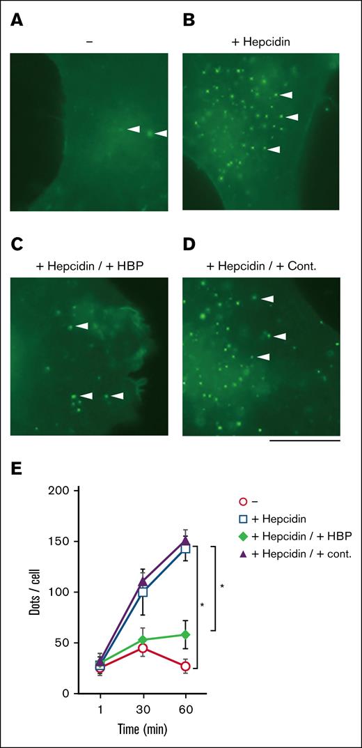 HBP inhibits hepcidin-induced ferroportin internalization. (A-D) Immunofluorescence micrographs of FPN-EGFP–expressing COS-1 cells. Cells were maintained in Dulbecco's modified Eagle high-glucose medium (Thermo Fisher Scientific) supplemented with 10% fetal bovine serum (FBS; Capricorn Scientific GmbH) and incubated in serum-free medium in the presence of cycloheximide (100 μg/mL) for 2 hours before the experiment. (A) FPN-EGFP–expressing COS-1 cells were incubated in serum-free medium with no peptides. (B) FPN-EGFP–expressing COS-1 cells were incubated with hepcidin (0.5μM). (C) The cells were incubated with hepcidin (0.5μM) plus HBP (5.0μM). (D) The cells were incubated with hepcidin (0.5μM) plus a control peptide (5.0μM). Peptides and hepcidin were simultaneously added to the cell media. FPN-EGFP was internalized, and the punctate intracellular vesicles containing FPN-EGFP were observed. The white arrowheads denote the representative intracellular vesicles. (E) Changes in the number of the FPN-EGFP–containing vesicles per cell. The bars represent means ± standard error (SE; n = 3). ∗P < .05. Cont., control peptide.