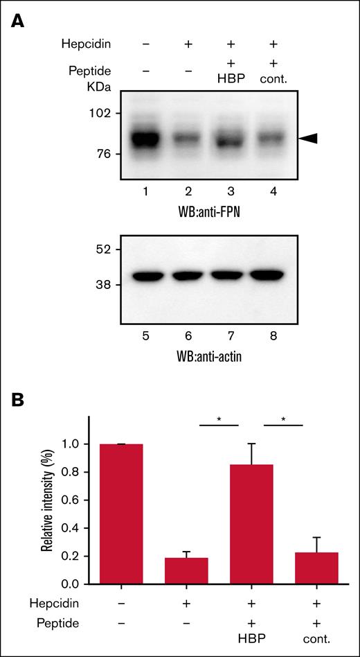 HBP inhibits hepcidin-induced ferroportin degradation. (A) To assay FPN-EGFP degradation induced by hepcidin, changes in levels of FPN-EGFP in HEK293 cells expressing FPN-EGFP were examined by western blotting. HEK293 cells were maintained in Dulbecco's modified Eagle high-glucose medium supplemented with 10% FBS. HEK293 cells were transfected with FPN-EGFP construct and incubated in serum-free medium in the presence of cycloheximide (100 μg/mL) for 2 hours before the experiment. Western blots of cell lysates were assessed for FPN-EGFP (lanes 1-4). Arrowhead indicates FPN-EGFP. Western blots were probed for actin (lanes 5-8) as a loading control. Cells were incubated in serum-free medium with no peptides. Cells were incubated with hepcidin (0.5μM; lane 2). Cells were incubated with hepcidin (0.5μM) plus HBP (5.0μM; lane 3). Cells were incubated with hepcidin (0.5μM) plus control peptide (5.0μM; lane 4). Peptides and hepcidin were simultaneously added to the cell media. (B) The blots of FPN-EGFP were quantified using ImageJ software. The band intensity with the cells treated with no hepcidin (panel A, lane 1) was regarded as 1.0 for calculating relative band intensities. The relative band intensities from 3 different experiments were used to determine the mean ± SE. cont., control peptide; FPN, ferroportin; WB, western blot. ∗P < .05.