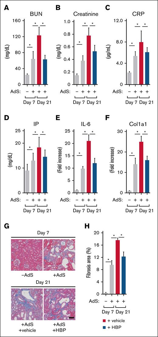 Effect of HBP on fibrosis in CKD mice. (A-E) To assess the effect of HBP on kidney functions and inflammation in A-CKD mice, plasma levels of BUN (A), creatinine (B), CRP (C), and IP (D) were determined in the control group (n = 5) and AdS-treated group (n = 6) on day 7 and the vehicle-administered group (n = 6) and HBP-administered group (n = 7) on day 21; expression levels of IL-6; E) were determined by quantitative real-time polymerase chain reaction (RT-PCR), and the transcript expression was normalized to that of β-actin in the control group (n = 3) and AdS-treated group (n = 3) on day 7 and the vehicle-administered group (n = 3) and HBP-administered group (n = 3) on day 21. (F-H) To evaluate the effect of HBP administration on fibrosis in A-CKD mice, expression levels of Col1a1 were determined (F) by quantitative RT-PCR (normalized to β-actin); kidney specimens from the control group and AdS-treated group on day 7 and the vehicle-administered group and HBP-administered group on day 21 were processed for Masson’s trichrome staining (G), with representative images of the specimens from each group shown; and Masson’s trichrome staining was quantitatively analyzed (H). The percentage area of kidney fibrosis was calculated by evaluating 3 random fields per section. Data were expressed as means ± SD (n = 3). ∗P < .05. Col1a1, collagen-1a1; IL-6, interleukin-6.