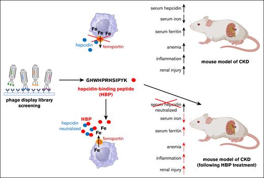 HBP, identified by screening of a phage display library, neutralizes hepcidin, restores iron efflux through ferroportin and ameliorates anemia, inflammation, and renal pathology in a mouse model of CKD.