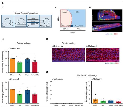 Platelets reduce leakage of small molecules from 3D HUVEC vessels. (A) Vessel formation in the 2-lane OrganoPlate. (i) The 2-lane OrganoPlate consists of 96 chips in a 384-well microplate format. Each chip has 2 lanes separated by a phase guide which supports patterning of ECM and cells via inlets and outlets. (ii) Addition of ECM into the bottom channel forms a barrier against which cells can be seeded in the top channel. (iii) HUVEC were seeded into the top channel and cultured for 1 week. Vessels were fixed and then stained with Hoechst-33342 (blue), α-CD31 (red), and phalloidin-FITC to identify actin (green). Images were taken on a Leica SP5 confocal microscope. 3D reconstructions of Z-stacks were produced in FIJI. The PhaseGuide is autofluorescent at 405 nm, and therefore is visible as a blue cuboid structure adjacent to the vessel. (B) Platelets reduce permeability of unstimulated vessels. Vessels were cultured as described for panel A, against Geltrex mix (i) or collagen I (ii). Platelets (plts) and neutrophils (neuts) were isolated from human blood and resuspended in EGM-FCS. They were then perfused through the vessels for 1.5 hours. FITC-dextran (250 kDa) was added for the last 45 minutes and then fluorescence was imaged on an EVOS M5000. Dextran leakage was calculated by dividing the fluorescence in the ECM channel by the fluorescence in the vessel channel. Data were then normalized to the media only control. (C) Platelet adherence is not observed in unstimulated vessels. After the process described in panel B, vessels were fixed, blocked, and stained with Hoechst-33342 (blue), α-CD41a (green), and α-CD31 (red). Z-stacks were taken on a Leica SP5 confocal microscope. (D) Collagen I vessels are leakier to RBCs than Geltrex mix vessels. After neutrophil and platelet perfusion, RBCs were added to the vessels for 30 minutes. RBC leakage was imaged using an iPhone through a bright-field microscope and quantified in FIJI. N = 5 independent experiments per blood donor (N = 4 in panel Ci), n = 2 chips per condition. Mean ± standard error of the mean (SEM); ∗P < .05 and ∗∗P < .01. Scale bars are representative of 50 μm.