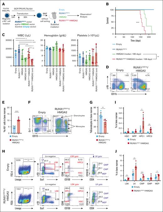 HMGA2 overexpression in HSC/Ps results in impaired granulopoiesis and neutropenia in MDS mice. (A) Schematic of experimental design. (B) Survival of Empty (n = 5), RUNX1S291fs (n = 5), HMGA2 (n = 6), and RUNX1S291fs/HMGA2 mice (n = 6). (C) White blood cell (WBC) counts, hemoglobin (Hb) concentration, and platelet counts in the PB of mice. Data are represented by the mean ± standard deviation (SD). (D-E) Flow cytometric analysis of BM cells of indicated mice (n = 5 per each group). Frequency of c-Kit+ fraction is shown in panel E. Data are presented as the mean ± SD. (F-G) Flow cytometric analysis of BM cells of indicated mice (n = 5 per each group). Frequency of granulocyte fraction is shown in panel G. Data are presented as the mean ± SD. (H-J) Flow cytometric analysis of BM cells of indicated mice (n = 5 per each group). Frequency of CD150+ CD48− HSC, CD150− CD48− MPP, CD150− CD48+ HPC1, and CD150+ CD48+ HPC2 in BM cells is shown in panel I. Data are presented as the mean ± SD. Frequency of LSK, lineage marker–negative c-Kit+ (LK), CMP, GMP, and in BM cells is shown in panel J. Data are presented as the mean ± SD. ∗P < .05, ∗∗P < .01, ∗∗∗P < .001, and ∗∗∗∗P < .0001. CMP, common myeloid progenitors; GMP, granulocyte-macrophage progenitors; LSK, lineage marker− Sca1+ c-Kit+ cells; MEP, megakaryocyte-erythroid progenitors; MPP, multipotent progenitors.