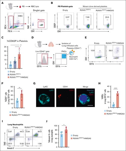 Platelets interact with neutrophils in HMGA2-overexpressing MDS mice. (A) Schematic of sample collection and FACS gating strategy. (B-C) Flow cytometric analysis of PB cells from indicated mice. Frequency of CD62P+ (P-selectin positive) platelets is shown in panel C. Data are presented as the mean ± SD. (D) Schematic of sample collection and FACS gating strategy. (E-F) Flow cytometric analysis of lung-infiltrated cells of Empty (n = 5) and RUNX1S291fs/HMGA2 mice (n = 6). Frequency of CD41+ cells within CD11b+ lung-infiltrated cells is shown in panel F. Data are presented as the mean ± SD. The difference between the 2 groups is approximately twofold (1.95 times). (G-H) Representative immunofluorescence images of CD41+ Ly6G+ PNCs within CD11b+ cells obtained from the lung of RUNX1S291fs/HMGA2 mice at 4 months after BMT. Scale bar, 5 μm. (E) Frequency of PNCs (≥100 cells per sample) from Empty (n = 5) and RUNX1S291fs/HMGA2 mice (n = 3). Data are represented by the mean ± SD. (I-J) Annexin V flow cytometric analysis of lung-infiltrated cells of Empty (n = 5) and RUNX1S291fs/HMGA2 mice (n = 6). Frequency of annexin V+ cells within lung-infiltrated neutrophils is shown in panel J. Data are presented as the mean ± SD. ∗P < .05 and ∗∗P < .01.