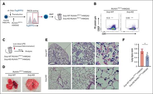 Genetic inhibition of P-selectin attenuates lung injury in MDS mice. (A) Schematic of the experimental procedure. (B) Confirmation of P-selectin knockdown in PB platelets from RUNX1S291fs/HMGA2 mice. (C) Schematic of the experimental procedure for intranasal LPS administration. (D) Gross morphology of lung from indicated mice after low-dose LPS administration. Representative gross morphology is shown. Scale bar indicates 10 mm. (E-F) H&E staining of a lung section from RUNX1S291fs/HMGA2 mice with or without Selp knocked down after low-dose LPS administration (n = 6 per each group). Scale bars: left panels, 250 μm (original magnification ×40); middle panels, 50 μm (original magnification ×100); and right panels, 25 μm (original magnification ×400). Lung injury score of individual samples is shown in panel F. More than 10 random high-power fields were scored. Data are presented as the mean ± SD. ∗∗P < .01.