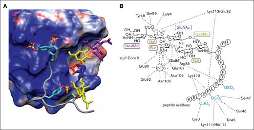 Interactions of PSGL-1 with P-selectin. (A) Structure of the P-selectin complex with the PSGL-1 ligand containing tyrosine O-sulfates and the sLex hexasaccharide. The P-selectin surface is color coded according to electrostatic potential (acidic region, blue; basic region, red). In addition, individual sugars in the sLex are color coded (Neu5Ac, purple; Gal and GalNAc, yellow; GlcNAc, blue; and Fuc, red) and the sulfur and oxygen atoms within the sulfate groups are yellow and red, respectively. (B) Interaction map of specific carbohydrate and peptide functional groups with amino acids in the P-selectin binding domain (adapted with permission from Sladek et al,31 Copyright 2024, American Chemical Society).