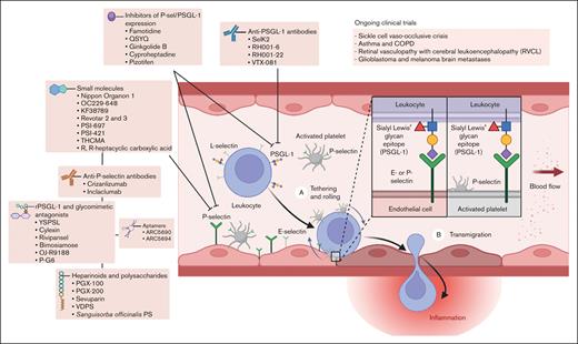 P-selectin/PSGL-1–mediated leukocyte rolling, adhesion, and transmigration, including a summary of antagonists and current clinical applications.