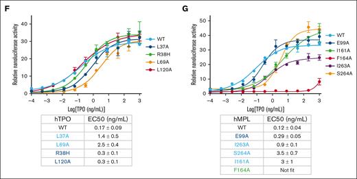 Structure of mMPL ECD bound to mTPO core domain. (A) Domain schematics for MPL and TPO. Normal numbering refers to residues in mouse proteins whereas numbers in parentheses indicate residues in human proteins. (B) Cryo-EM map of the mMPL ECD/mTPO core domain complex with proteins color-coded. mTPO is colored in orange and 2 copies of mMPL ECD are in shades of blue. (C) Cartoon representation of the mMPL ECD/mTPO core domain complex with mMPL domains color-coded (mTPO in orange, D1 in magenta, D2 in cyan, and D3 in light green). The locations of the high (cyan) and low affinity (dark blue) sites are indicated by ovals. (D) Zoomed-in view of interactions in the high affinity site. (E) Zoomed-in view of interactions in the low affinity site. In panels D-E, hydrogen bonds are represented by black, dashed lines, numbering in italics refers to residue numbering in human proteins, loss of function residues mutated in CAMT are in red, and gain-of-function mutated residues in purple. (F) STAT5-nanoluciferase/STAT5b–based reporter assay with hTPO. A HEK293 STAT5-NanoLuc/STAT5b expressing stable cell line was used as a source of STAT5b and STAT5 response element upstream of a NanoLuc reporter element. Cells were transfected with FL WT hMPL plasmid and recombinant WT or mutant hTPO core domain protein was added to induce response. Please see the Methods and supplemental Methods sections for further details. The hTPO R38H CAMT mutation was used for comparison purposes with other mutants. (G) Reporter assay using a similar strategy as in panel F but with transfected WT or mutant FL hMPL plasmid and with recombinant WT hTPO core domain protein added to induce response. In panels F-G, a representative result is shown with error bars representing the standard deviation of technical replicates. The 50% effective concentration (EC50) values represent half maximal signal activation as measured by NanoLuc activity. The table shows the mean value ± standard deviation from 3 independent experiments. Mutated residues are color-coded to indicate whether they make key interactions in the high affinity site (cyan), the low affinity site (dark blue), or both sites (green).