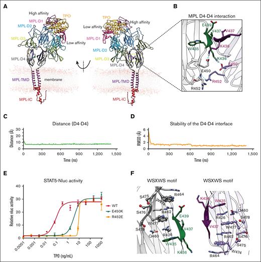 hMPL D4-D4 interaction stabilizes the hMPL dimer upon hTPO binding. (A) The optimized computational modeling structure of the FL hMPL dimer bound to hTPO, embedded in a lipid bilayer membrane, as derived from a ∼1.5 μs MD simulation. (B) Detailed view of the intermolecular interactions formed at the identified D4-D4 interface in the activated MPL dimer. Hydrogen bonds are represented by cyan dashed lines. The stability analysis of interaction at the D4-D4 interface measured as: (C) the interdomain distance between D4-D4, considering the center of mass of the Cα atoms within residues 435-440. These residues delineate the antiparallel β-sheet, formed at the interface between the 2 hMPL D4 domains; and (D) the RMSD analysis, within residues 435-440 for both hMPL chains that define the antiparallel β-sheet at the interface. The RMSD was computed for all heavy atoms (nonhydrogen atoms), including side chains. For this analysis, each simulation snapshot was compared against the final configuration derived from the ∼1.5-μs MD simulation. (E) Reporter assay using transfected human FL hMPL WT and D4-D4 mutant with recombinant WT hTPO core domain. A representative result is shown with error bars representing the standard deviation of technical replicates. The table shows the mean ± standard deviation from 3 independent experiments. (F) The WSXWS motif in the D4 domain (gray and light violet) contributes to preserving the structural stability of the established D4-D4 interface.