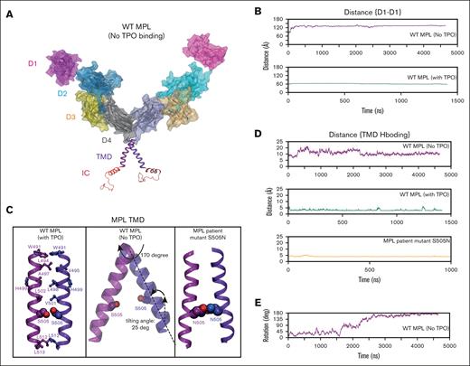 The productive dimerization of hMPL, induced by hTPO binding. (A) The optimized configurations of hMPL dimer without hTPO presence. (B) Distance analysis of the D1-D1 domain indicating that the hMPL ECD adopts open configurations when hTPO is absent. Here, the distance between the center of mass of Cα atoms within residues (26-130) was measured across both hMPL D1 domains. (C) The configurations of the TMD-TMD interface under various conditions: hTPO-bound WT hMPL dimer, unbound (apo) WT hMPL dimer, and unbound (apo) S505N mutant hMPL dimer. The formation of an S505 hydrogen bond with its counterpart on the adjacent hMPL leads to the activation of the dimer. (D) Analysis of the hydrogen bonding between TMD-TMD at position 505 in the TPO-bound WT hMPL dimer, the unbound apo WT hMPL, and the unbound hMPL S505N dimers. The distance between oxygen gamma (OG) atoms on S505-S505 interaction and between carbon gamma (CG) atoms on N505-N505 interaction was considered for this analysis. (E) Without hTPO binding, the TMD shifts into nonproductive configurations due to the disruption of the hydrogen bonding between S505-S505, leading to a 170-degree rotation of the TM around its axis.