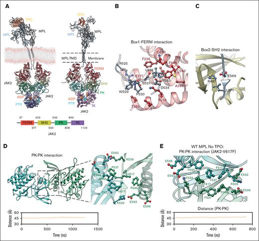 JAK2 dimerization mechanism. (A) The computational model of the FL hMPL-hTPO-JAK2 complex embedded in a lipid bilayer membrane. Left: the modeling construct before MD simulations; right: the system after a 1.3-μs MD simulation; bottom: JAK2 domain scheme with each domain color coded. (B) Interaction between the JAK2 FERM domain (red) and hMPL Box1 domain (gray). (C) Interaction between the JAK2 SH2 domain (yellow) and hMPL Box2 domain (gray). (D) JAK2 dimerization via trans PK-PK interaction. Top: stability analysis of the PK-PK (green) interface in the presence of hTPO, determined by measuring the distance between the center of mass of Cα atoms within residues (530-540 and 545-808) across both JAK2 PK domains. The bottom panel provides a detailed view of the intermolecular interactions between 2 PK domains in the FL WT hMPL-hTPO-JAK2 system. (E) JAK2 V617F constitutive activity mechanism. Top: detailed intermolecular view of the PK-PK interface with V617F mutation within the apo hMPL-JAK2 structure. Bottom: stability analysis of apo hMPL PK-PK interface. The introduction of F617 leads to the formation of π-π stacking interactions. All key residues are highlighted as sticks.