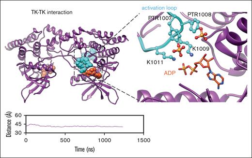 JAK2 activation mechanism.Trans phosphorylation of JAK2 TK (purple) domain. Stability analysis of the TK-TK interface, measured by the distance between the center of mass of Cα atoms within residues (849-1124) in both JAK2 TK domains. The right panel displays the activation loop of 1 TK domain penetrating the nucleotide-binding pocket of the adjacent TK domain, elucidating the mechanism of JAK2 activation. The solid line on the graph shows the exponential moving average over the course of a 1.3-μs MD simulation.