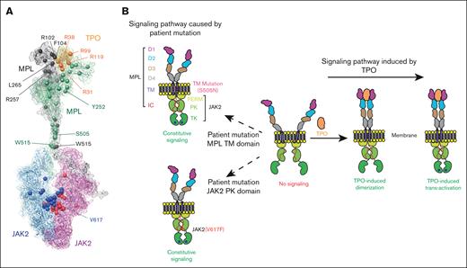 Model of hTPO-hMPL-JAK2 axis pathway. (A) Map of patient mutations in the hMPL/hTPO/JAK2 complex. The patient mutations are highlighted by spheres. (B) Schematic depiction of the hMPL dimerization and activation, as well as JAK2 association and activation mechanism facilitated by TPO binding.