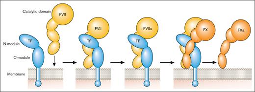Initiation of the coagulation protease cascade. The coagulation protease cascade is initiated by binding of FVII to TF. FVII is rapidly converted to FVIIa that then cleaves FX to FXa. FXa is the favored substrate for the TF-FVIIa complex but this complex can also activate FIX. Professional illustration by Patrick Lane, ScEYEnce Studios.
