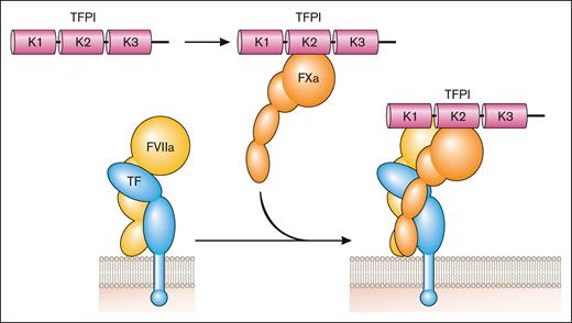Inhibition of the coagulation protease cascade. TFPI binds to FXa via the Kunitz (K) 2 domain and then this bimolecular complex binds to FVIIa in the TF-FVIIa complex via the K1 domain to inhibit its activity. Professional illustration by Patrick Lane, ScEYEnce Studios.
