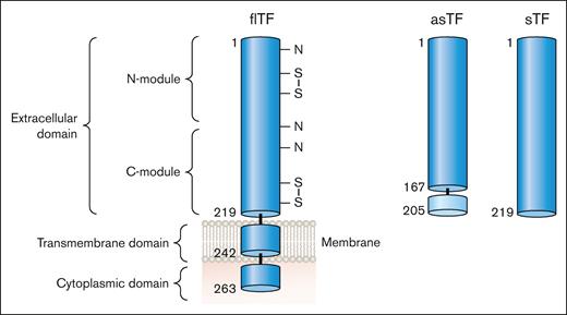 TF isoforms. flTF is a 263–amino acid polypeptide that is divided into 3 domains: an extracellular domain, a transmembrane domain, and a cytoplasmic domain. The extracellular domain is composed of 2 fibronectin type 2–like domains. There are 3 N-linked glycosylation sites (N) and 2 disulfide bonds (S-S) in the extracellular domain. asTF contains the first 167 amino acids of TF spliced to 38 different amino acids at the C-terminus. The extracellular domain without the transmembrane domain is a soluble protein (sTF). Professional illustration by Patrick Lane, ScEYEnce Studios.