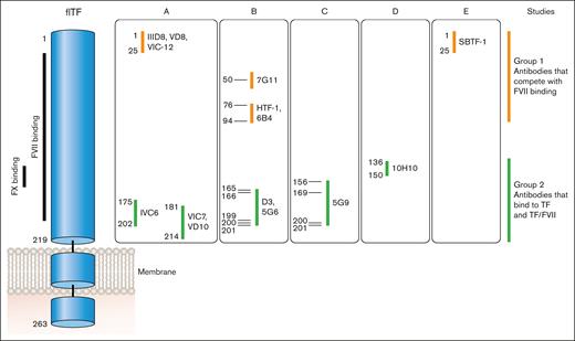 Epitopes of different anti-TF antibodies. FVII binds to the N- and C-modules of TF whereas FX binds to the C-module. Anti-TF antibodies can be divided into 2 groups: group 1 antibodies compete with FVII/FVIIa binding to TF via epitopes between amino acids 1 and 94; group 2 antibodies bind to TF (epitopes amino acids 136-214) as well as TF bound with FVII/FVIIa and all except 10H10 inhibit binding of FX and FIX. Professional illustration by Patrick Lane, ScEYEnce Studios.