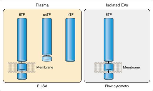 Isoforms of TF in plasma and EVs. Plasma contains flTF on EVs and asTF. It is possible that plasma may also contain sTF. In contrast, isolated EVs only contain flTF. Professional illustration by Patrick Lane, ScEYEnce Studios.