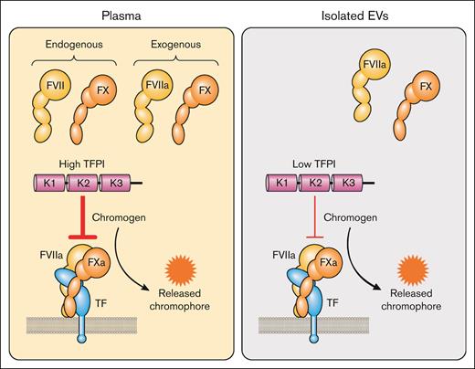 Measurement of TF activity in plasma and isolated EVs. In plasma-based activity assays, exogenous FVIIa and FX are added to plasma that already contains FVII and FX. FVII or FVIIa and FX are added to isolated EVs to determine TF activity. Plasma contains TFPI that can inhibit the TF-FVIIa complex and reduce the amount of FXa generated. Isolated EVs have a small amount of TFPI that is carried over from plasma during the isolation of the EVs. FXa cleavage of a chromogenic peptide substrate leads to the release of a chromophore. Professional illustration by Patrick Lane, ScEYEnce Studios.