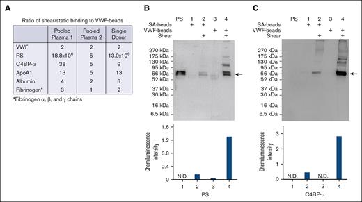Sheared VWF interacts with PS in plasma and interferes with free PS measurement. Streptavidin beads–immobilized biotinylated VWF was exposed to pooled human plasma or single donor plasma, under static conditions or under shear (vortexing), and bound proteins were analyzed with nanoLC-MS/MS, and probed for PS and C4BP-α by immunoblot, with SA used as a control. (A) Mass spectrometry analysis of VWF pull down in pooled normal plasmas (pooled plasma 1 from Innovative Research; pooled plasma 2 from Precision Biologics) and single donor. (B-C) Western blot of VWF pull down probed for PS (B) and reprobed for C4BP-α (C). Arrows indicate the bands used for densitometric analysis. LC-MS, liquid chromatography-mass spectrometry, SA, serum albumin.