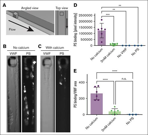 PS binds to VWF that unfolds during disrupted flow conditions in a calcium-modulated manner. (A) VWF and PS were perfused through a PDMS microfluidic device. (B-C) In the absence (B) or presence of 2 mM calcium (C), VWF self-association and Alexa Fluor 488-PS binding were visualized by DIC and epifluorescence microscopy, respectively. (D) Raw pixel intensity above noise was summed for these conditions and controls without VWF (with PS) and without PS (with VWF). Each data point indicates an independent run. (E) When accounting for the area of VWF self-association, PS binding was significantly higher than all other conditions. Error bars are standard deviation (SD). Statistical significance was determined with an analysis of variance (ANOVA) and Tukey post hoc test; n.s., nonsignificant; ∗∗P < .01; ∗∗∗P < .001; ∗∗∗∗P < .0001. Scale bar, 25 μm. DIC, differential interference contrast, PDMS, polydimethylsiloxane.