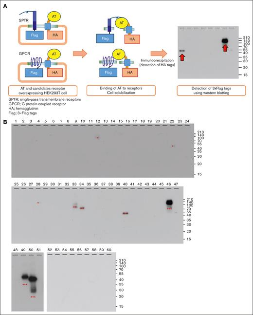 Screening and identification of candidate receptors for AT. HEK293T cells were cotransfected with plasmid vectors expressing a tethered AT ligand and respective candidate receptor. The tethered AT ligand consists of whole AT sequence, linker, transmembrane region, and 3 hemagglutinin (HA) tag intracellularly. To each candidate receptor molecule was added the 3 Flag tag intracellularly. Detailed construct information was described in “Materials and methods.” After 24 hours of the transfection, the cell pellets were prepared and lysed by M-PER reagent. The lysates were incubated with agarose beads conjugated with monoclonal anti-HA Ab to pull down the expressed AT. (A) Summary of screening for candidate receptors for AT using the coexpression system. (B) The resulting immunoprecipitates were applied to SDS-PAGE. Western blotting using monoclonal anti-Flag Ab was then performed after transferring proteins onto PVDF membrane to detect AT-bound receptor candidate. The results obtained were repeated twice. Positive bands including CLEC1A are indicated by asterisks (∗∗∗, strong positive; ∗∗, weak positive; ∗, very weak positive). PVDF, polyvinylidene fluoride; SDS-PAGE, sodium dodecyl sulfate–polyacrylamide gel electrophoresis.