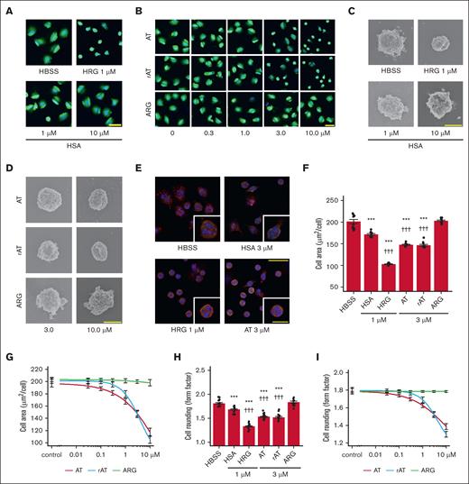 Effects of AT on purified human neutrophil morphology. (A-B,F-I) Purified human neutrophils were labeled with calcein-AM (green) and Hoechst33342 (blue) for 15 minutes. The neutrophils were incubated with different concentrations of HSA, HRG, AT, rAT, ARG, or HBSS at 37°C for 60 minutes on polystylene surface. The shape of neutrophils was observed under an IN Cell Analyzer, which determined the form factor (maximum diameter/minimum diameter) and average area of neutrophils. ∗∗∗P < .001 vs HBSS, †††P < .001 vs HSA. (C-D) For SEM pictures, the neutrophils cultured on a cover grass for 1 hour at 37°C under different conditions (HSA, HRG, AT, rAT, ARG, or HBSS) were fixed with 4% paraformaldehyde for 1 hour and then post fixed with 1% osmium overnight. The SEM pictures were obtained. Typical cell appearance is shown from each group. (E) The purified neutrophils cultured on a cover grass for 1 hour at 37°C under different conditions (HSA, HRG, AT, or HBSS) were fixed with 4% paraformaldehyde for 15 minutes. The neutrophils stained with phalloidin (F-actin; red), DNase I (G-actin; green), and Hoechst 33342 (nuclei; blue) were observed under a confocal laser scanning microscope. For panels A-B, original magnification, ×20; scale bar, 25 μm. For panels C-D, original magnification, ×12 000; scale bars, 5 μm. For panel E, original magnification, ×40; scale bar, low-magnification, 25 μm; high-magnification, 10 μm. For panels F-I, the results shown are the means ± SE of 12 fields.