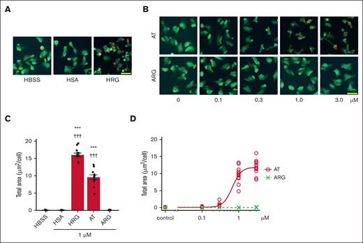 AT-stimulated phagocytic activity in neutrophils. (A-B) The purified human neutrophils were labeled with calcein-AM (green) and Hoechst33342 (blue) as described in “Materials and methods.” pHrodo E coli (red) was added to neutrophils, and the phagocytosis proceeded for 60 minutes in the presence or absence of AT. Original magnification, ×20; scale bar, 25 μm. (C-D) Quantitative analysis of pHrodo E coli was performed by the total red fluorescent area (average area of pHrodo per cell, μm2/cell) obtained under different conditions.∗∗∗P < .001 vs HBSS, †††P < .001 vs HSA.
