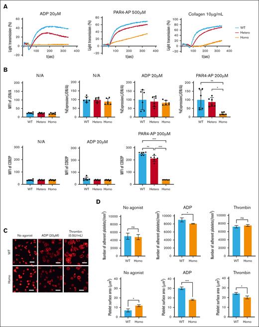 Functional analysis of KI platelets. (A) Platelet aggregation study was assessed using platelet-rich plasma diluted to a concentration of 250 × 109/L. Data are representative of three independent experiments. (B) Activation state of αIIbβ3 and granular secretion were assessed by determining the JON/A binding (upper) and CD62P (lower) expression levels on platelets, respectively, with or without an agonist via flow cytometry. JON/A binding was adjusted by the expression level of CD41 and shown as %expression compared to that of WT. Data are presented as the mean and SD (n = 6 each). ∗∗∗P < .001 and ∗∗P < .01 (one-way ANOVA). (C) Washed platelets (2.5 × 105) from WT or Homo were added to the fibrinogen-coated coverslips with or without 20 μM ADP or 0.5 U/mL thrombin and incubated at 37°C for 20 min. Then platelets were fixed, permeabilized, and stained with TRITC-conjugated phalloidin. Scale bars represent 10μm. Representative results of 2 independent experiments are shown. (D) The number of adherent platelets (upper) and covered area (lower) were analyzed using the ImageJ software (National Institutes of Health). Results are presented as the mean and SD. ∗∗∗P < .001, ∗∗P < .01, and ∗P < .05 (unpaired t test).