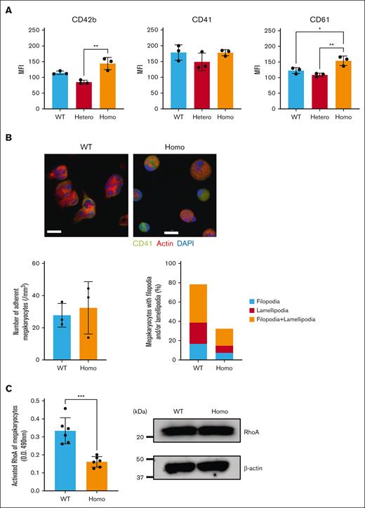 Morphology and RhoA activation in fibrinogen-adhered Mgks. (A) Mgks were isolated from the bone marrow cells of the femur and/or tibia of mice using a bovine serum albumin gradient after 5 days of culture with recombinant murine TPO. GP expression was determined via flow cytometry. The data are presented as the mean and SD (n = 3 each). ∗∗P < .01 and ∗P < .05 (1-way ANOVA). (B) Cultured murine Mgks (3.0 × 104) were added to fibrinogen-coated coverslips and incubated at 37°C for 20 minutes. The cells were then fixed, permeabilized, and stained with TRITC-conjugated phalloidin (red), Alexa Fluor 488–labeled CD41 (green), and DAPI (4',6-diamidino-2-phenylindole; blue), followed by observation under a confocal microscope (Olympus FV3000) (40×). Scale bars represent 50 μm. (C) Cultured murine Mgks were serum starved for 24 hours and plated on fibrinogen-coated dishes. After 15 minutes of incubation, the cells were solubilized with lysis buffers provided by the manufacturer. The amount of activated RhoA was measured using an ELISA-based assay kit, G-LISA, that quantifies the amount of the active GTP-bound form of RhoA. Measurements were taken for 3 mice of each phenotype in 2 independent experiments (left). The total RhoA expression in murine Mgks was measured via immunoblotting (right). Data are representative of 2 independent experiments. MFI, mean fluorescence intensity.