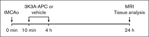 Time course for experimental stroke and 3K3A-APC treatment. Mice were subjected to proximal tMCAo for 45 minutes starting at 0 minutes, as described elsewhere.13 Mice were treated with either vehicle or recombinant murine 3K3A-APC (0.8 mg/kg) intraperitoneally at 10 minutes and at 4 hours after the initiation of tMCAo. In vivo MR imaging (MRI) was performed 24 hours after tMCAo initiation. MRI was then followed by tissue collection and analysis.
