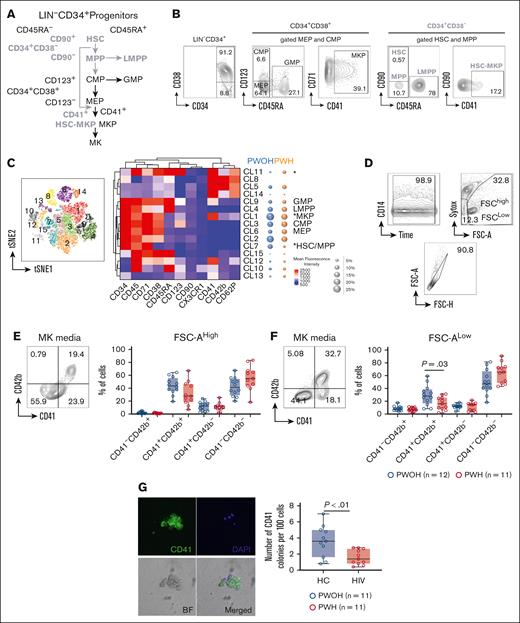 Reduced circulating MKP in PWH. Circulating hematogenic progenitor cells were analyzed in PBMCs from PWH (n = 17) and PWOH (n = 16) by flow cytometry. (A) Hematopoietic cell differentiation. CD34+CD38– contains multipotent cells (bold gray text): HSC, MPP, and lymphoid-primed multipotent progenitors (LMPPs). The oligopotent progenitors CD34+CD38+ (black text): common myeloid progenitor (CMP), MEP, and granulocyte-monocyte progenitor (GMP) cells. MKPs originate from the bipotent progenitor MEP (black arrows). HSC-MKPs (stem-cell like) that originate from a subset of HSC-CD41+ (gray arrows). (B) Manual gating strategy. Free platelets (SSClowCD42b+) were excluded from the analysis followed by gating FSC vs SSC, live and single cells. The lineage negative cells (LIN–) were gated by the exclusion of lineage positive cells using a cocktail of mAbs (CD2, CD3, CD4, CD7, CD8, CD10, CD11b, CD14, CD19, CD20, CD56, and CD235a). An additional CD14 mAb was used to eliminated potential contaminant events on the LIN– population (supplemental Figure 1A). The LIN– (gated as LIN–CD14– cells) were analyzed for progenitor marker expression CD34 and CD38: LIN–CD34+CD38– cells (bold gray text) contains multipotent progenitors: HSC, CD45RA–CD90+; MPP, CD45RA–CD90–; and LMPP, CD45RA+. The LIN–CD34+CD38+ cells (black text) contain oligopotent progenitors: CMP, CD45RA–CD123+; MEP, CD45RA–CD123–; and GMP, CD45RA+ cells. MKPs derived from MEP were gated as MEPCD41+. The MKPs derived from HSC (“stem-cell like” or HSC-MKP) were defined as HSC-CD41+. Because of the low number of events, the analysis of CD41+ was performed in the MEP-CMP and HSC-MPP together. (C) Unsupervised clustering analysis using t-SNE and PhenoGraph of the total LIN– cells. The heat map represents mean fluorescence intensity of markers (CD34, CD45, CD71, CD38, CD45RA, CD123, CD90, CX3CR1, CD41, CD42b, and CD62P). Bubble plots represent the median frequency of each cluster in PWOH (blue) and PWH (orange). (D) In vitro MK differentiation. LIN–CD34+ and LIN–CD34low were sorted from PBMCs from PWH (n = 11) and PWOH (n = 12) and cultured in MK conditioned media. After 12 days of culture, differentiation was evaluated with a cocktail of mAbs: CD34, CD38, and CD42b. Sytox staining was used for exclusion of dead cells and differentiation was evaluated by positive expression of CD41 and CD42b. (E) MKs were gated on the high FSC-A and (F) platelets in the low FSC-A and negative nuclei staining (sytox–) population. The graphs represented by box and whisker show the median value with first and third quartiles in the box, with whiskers extending to the minimum and maximum values. (G) Colony-forming unit assay: 500 sorted LIN–CD34+ cells were cultured in MegaCult-C Collagen and Medium with Lipid in the presence of recombinant human thrombopoietin, recombinant human interleikin-3, and recombinant human interleikin-6. Colonies were evaluated at days 13 to 14 of culture by CD41 expression and Hoechst 33324 was used as nuclei staining. Representative individual images of MK colony including CD41 (green), Hoechst 33324 (blue), and differential interference contrast of the BF and merged images. MK colonies were identified by CD41 expression and represented in the graph as CD41+ colonies per 100 seeding cells (LIN–CD34+ cells). Comparison between the groups was performed using a nonparametric unpaired Mann-Whitney test. P < .05 was considered significant. BF, brightfield image; DAPI, 4',6-diamidino-2-phenylindolem; FSC, forward scatter; FSC-A, forward scatter-area; mAb, monoclonal antibody; MKP, megakaryocyte progenitor; PBMC, peripheral blood mononuclear cells; SSC, side scatter; t-SNE, t-distributed stochastic neighbor embedding.