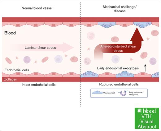 Alterations and disturbances in shear stress of blood flow can induce membrane wounds in endothelial cells of blood vessels, which are repaired by early endosomal exocytosis.