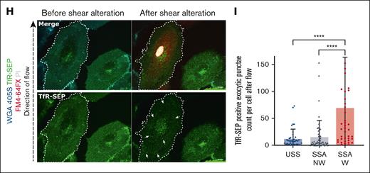 Alterations of SS lead to the formation of membrane wounds in HUVEC that undergo repair by Ca2+-dependent early endosomal exocytosis. (A) Schematic depiction of the protocol for the pump flow assay used to induce alterations in laminar SS profiles to study the effect on endothelial membrane integrity in HUVEC. The x-axis shows the duration of the assay (in minutes), with the different phases of SS coupled to the flow experiment noted above vertically next to the black curve, and the y-axis shows the flow-induced SS values (in dynes cm–2). Fluorescent dyes used at each stage of flow are highlighted on top of the graph in the representative colors. The black curve depicts the magnitude of the SS profiles applied during the course of the highest shear alteration experiment. (B) Representative live-cell microscopy images before and after shear alterations (shown here for 3 dynes cm–2 to 14.1 dynes cm–2). The endothelium is visualized with WGA 405S (glycoprotein binding dye that labels the endothelial PM; shown in blue) and wounded cells tracked using FM1-43FX (green) and PI (red) in the flow buffer. Hoechst nuclear stain is also used to identify all endothelial cells for analysis, and the direction of the laminar flow is indicated (left). The point of SSA is marked on the image with the red dashed arrow. Note that cells were wounded only upon shear alteration and not in unaltered low or high shear. (C) Quantification of wounded cells based on the influx of FM1-43FX signal, upon varying shear alterations during flow, represented as percentages. Uniform laminar shear flow (3 dynes cm–2) served as negative control for shear alteration effects, and shear flow with the highest possible alteration achieved with the pump flow system (from 3 dynes cm–2 to 14.1 dynes cm–2) in the presence of the Ca2+ chelator EGTA served as positive wounding control. Legend on top indicates the various samples, which is the same for all further graphs. (D) Zoomed-in snapshot of the endothelial monolayer after shear alteration (at 11 minutes after flow) from panel B (indicated by a blue dashed box) shows examples of an unwounded cell with no FM1-43FX staining (no green FM1-43FX signal all over the cell; outlined in white dashes), a wounded and repaired cell identified by FM1-43FX staining only (green signal in the cytoplasm; shown in orange dashes), and wounded but nonrepaired cell, with FM1-43FX and PI staining appearing as yellow (green signal in cytoplasm and red PI signal in the nucleus appearing as yellow; shown in pink dashes). The minor nuclear signal for all cells in the FM1-43FX channel is due to the spectral bleed-through of Hoechst nuclear stain, which, however, is distinct from the FM1-43FX cytoplasmic localization that is seen only in wounded cells (also see supplemental Figure 1F). (E) Quantification of resealed cell counts performed as in panel C for shear alteration–induced wounding, based on FM1-43FX–positive and PI-negative signal (“SSA” in the graph corresponds to “SSA 3” in panel C). (F) HUVEC were transfected with the early endosomal marker, green fluorescent protein (GFP)–2xFYVE (a protein construct binding the endosomal lipid phosphatidylinositol 3-phosphate marking EE; shown in green), and subjected to the SSA-based flow assay at the maximum shear alteration (SSA 3 above). Images before and after flow alteration are shown. The wounded cell, outlined in white dashes, is identifiable by the FM4-64FX wounding dye (red) and PI (gray) signal. The GFP-2xFYVE channel alone is shown again in the bottom panels for clarity. (G) Counts of GFP-2xFYVE punctae in cells subjected to the SSA protocol are plotted for altered SS sample in wounded and nonwounded cells, along with unaltered shear negative control (low shear control with no wounded cells). SS-altered wounded cells are labeled as “SSA W” in the graph (red circles), non-wounded cells in the SS-altered sample labeled “SSA NW” (blue triangles), and cells in uniform SS control are depicted as “USS” (purple diamonds). Note that after shear alteration, the wounded cells showed fewer 2xFYVE punctae than the nearby unwounded cells or cells under unaltered shear flow. (H-I) HUVEC were transfected with the exocytosis marker, TfR-SEP (the endosomal protein transferrin receptor coupled to pH sensitive pHluorin to mark early endosomal exocytosis events; displayed in green), which shows low fluorescence at the internal acidic pH of EE but increased fluorescence after cell surface exposure due to the resulting neutralization. Still images before and after SSA are shown (H) and quantified (I) for the counts of TfR-SEP punctae in the cells after flow alteration. The wounded cell in panel H (shown in white dashes) displayed a punctate appearance of TfR-SEP all over the cell surface after flow alteration (indicated with white arrows), as opposed to the neighboring unwounded cell, which shows weakly fluorescent punctate TfR-SEP signals indicating the pre-existing TfR pool in EE. The increased counts of highly fluorescent cell surface punctae of TfR-SEP in wounded cells under shear alteration are quantified in panel I (graph legend same as panel G). Scale bars represent 50 μm in panel B; 20 μm in panel D; and 10 μm in panels F and H. Mean ± standard deviation (SD) shown for all graphs, with individual points indicating the distribution of the technical replicates for panels C and E and the cells measured for panels G and I (n = 3900-12 300 total cells in panel C; 0-404 wounded cells in panel E; 76-102 wounded cells in panel G; and 39-63 wounded cells in panel I, pooled from 3 to 4 independent experiments). Statistical analyses were performed using 1-way analysis of variance (ANOVA) with the Kruskal-Wallis test for panels C, G, and I and the Mann-Whitney U test for panel E. ∗P < .05; ∗∗P < .01; ∗∗∗P < .001; ∗∗∗∗P < .0001.