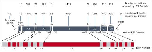 Domain cartoon of the 6211 unique variants of FVIII. The FVIII protein comprises the A1-a1-A2-a2-B-a3-A3-C1-C2 domains and linkers and is shown as dark gray boxes that are not drawn to scale. N and C represent the N terminus and C terminus, respectively. Residue numbering marks the first and last amino acids that frame each domain, reported in HGVS format. Above each protein domain, the number of variant residues is shown in the upper row, and the number of variants in each domain is shown in the lower row. Intronic variants are included in their respective domains according to their sequence numbering. Variants that occur in splice sites (420), multiple domains (202), or are not reported (47) are not shown. Below the protein domains, the gene arrangement of 26 exons is shown as alternating light gray and maroon boxes drawn to scale. The exons coding for each FVIII protein domain are indicated. UTR, untranslated region.