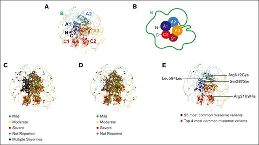 Structural and schematic views of variants within the FVIII domains. (A) The AlphaFold model for full-length FVIII is shown in ribbon format. The structure is shown in rainbow colors, starting with blue at the N terminus (N) and ending with red at the C terminus (C). The disordered B domain is depicted as a ribbon encompassing the A and C domains, although its predicted conformation is of very low confidence. (B) The FVIII structure from panel A is shown schematically in cartoon form in the same orientation and colors. The globular A1, A2, A3, C1, and C2 domains are denoted by filled circles. The disordered B domain is schematically represented by a green line. (C) The 2863 missense variants are mapped to the ribbon diagram, in which the occurrence of multiple different variants with mild, moderate, and severe phenotypes are shown as colored spheres. The mild, moderate, and severe variants are overlaid onto the ribbon diagram of panel C. (D) The 2863 missense variants are mapped to the ribbon diagram, in which the phenotype classifications of mild, moderate, and severe effects are denoted as the traffic light colors green, yellow, and red, respectively. (E) The 25 most commonly reported synonymous variants are shown as spheres in the ribbon structure of FVIII shown in panel A. Black spheres denote the 5th to 25th most common variants, and the 4 labeled magenta spheres denote the top 4 most common synonymous variants seen in FVIII.