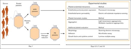 Preparation of NPR and PR platelets. In each trial (n = 3), platelets from multiple donors (n = 6) were pooled and then split into 2 identical units. Using the INTERCEPT blood system, PR platelets were treated with amotosalen, which, under UVA illumination, resulted in nucleic acid modification to prevent pathogen replication. NPR platelets were then compared with PR platelets from the same pooled donors in subsequent experiments. This procedure was conducted for each of the 3 trials used. Other than treatment with pathogen reduction, the NPR and PR platelets underwent identical preparation, storage, and experimental procedures.