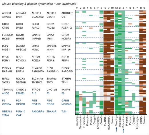 Phenotype profiles of nonsyndromic genes linked to bleeding in combination with platelet dysfunction in mouse. Syndromic genes from supplemental File 1 were filtered for bleeding plus platelet dysfunction in mouse. Indicated in blue type are orthologous human genes from the reference list (known link to hemostasis). Phenotype scoring for humans (h) and mice (m) included the following: 1, bleeding; 2, thrombophilia/arterial thrombosis tendency; 3, platelet function; 4, platelet morphology and development; 5, platelet count; 6, coagulation dysfunction; 7, erythrocyte characteristics; 8, platelet traits from human GWAS (supplemental Figure 1). Indicated are also mean levels of platelet and megakaryocyte transcripts and platelet protein copy numbers. Extended phenotype descriptions per gene are given in supplemental File 1. Coagul, coagulation; MGK, megakaryocyte; P-count, platelet count; P-morph, platelet morphology; P-mRNA, platelet mRNA.