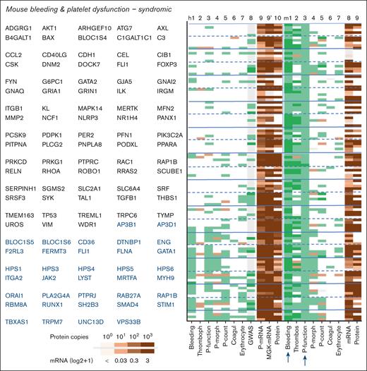 Phenotype profiles of syndromic genes linked to bleeding in combination with platelet dysfunction in mouse. Syndromic genes from supplemental File 1 were filtered for bleeding plus platelet dysfunction in mouse. Phenotype scoring for human (h) and mouse (m) included was as described in Figure 5.