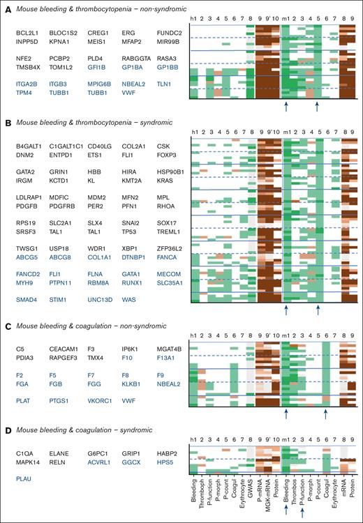 Phenotype profiles of genes linked to bleeding in combination with thrombocytopenia or coagulation defects in mouse. Filtering of supplemental File 1 was for nonsyndromic (A) or syndromic (B) thrombocytopenia or for nonsyndromic (C) or syndromic (D) coagulation defects. Reference human genes are indicated in blue type. Phenotype scoring was as indicated in Figure 5.